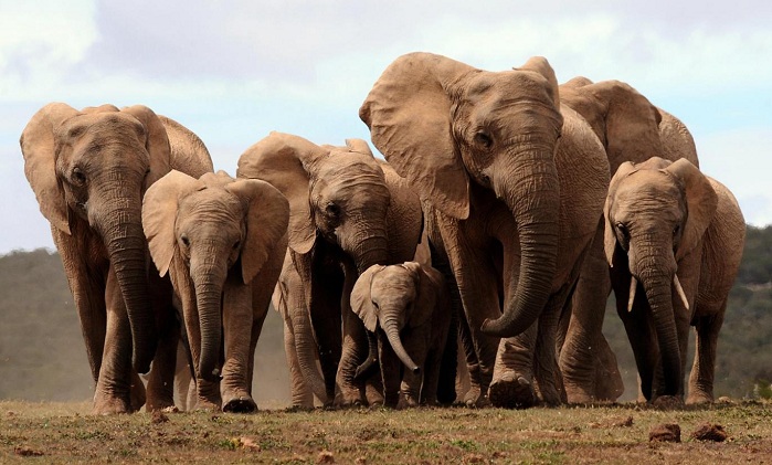 Elephants are strangely resistant to cancer - and we may finally know why